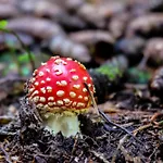 Alphuette Bielerhues