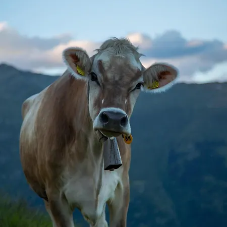 Alphütte Bielerhüs Chalet