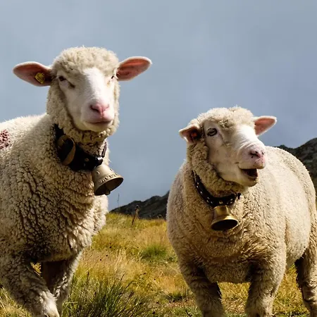 Alphütte Bielerhüs Chalet *